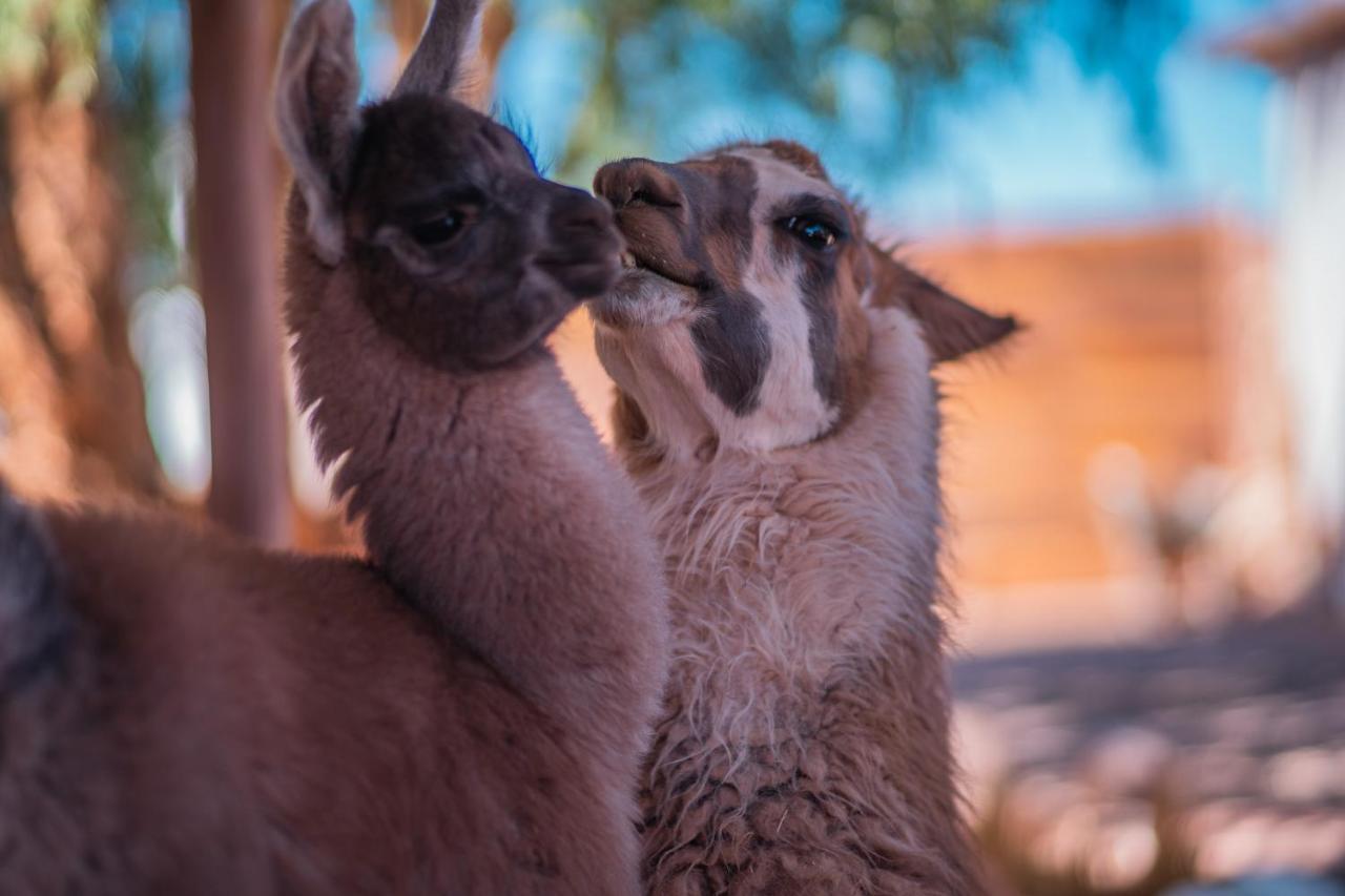 Cabanas Voyage Atacama Сан-Педро-де-Атакама Екстер'єр фото