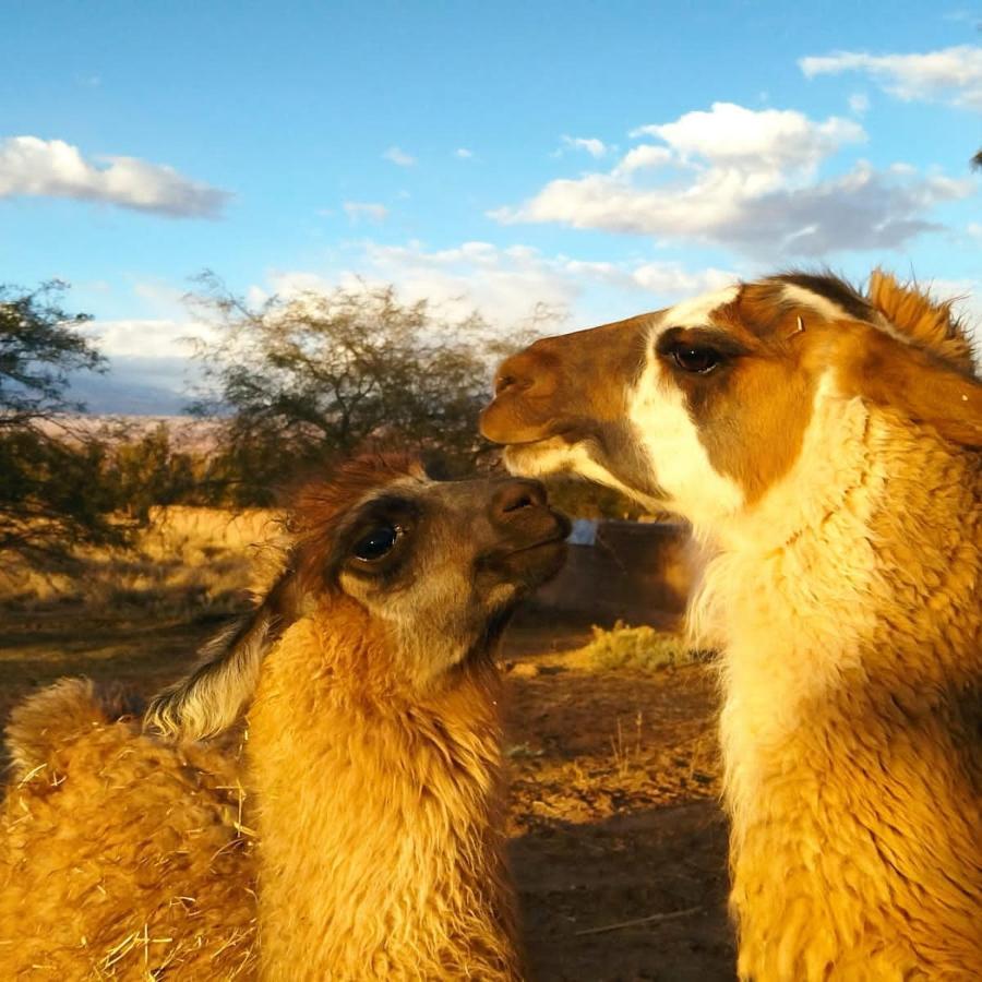 Cabanas Voyage Atacama Сан-Педро-де-Атакама Екстер'єр фото