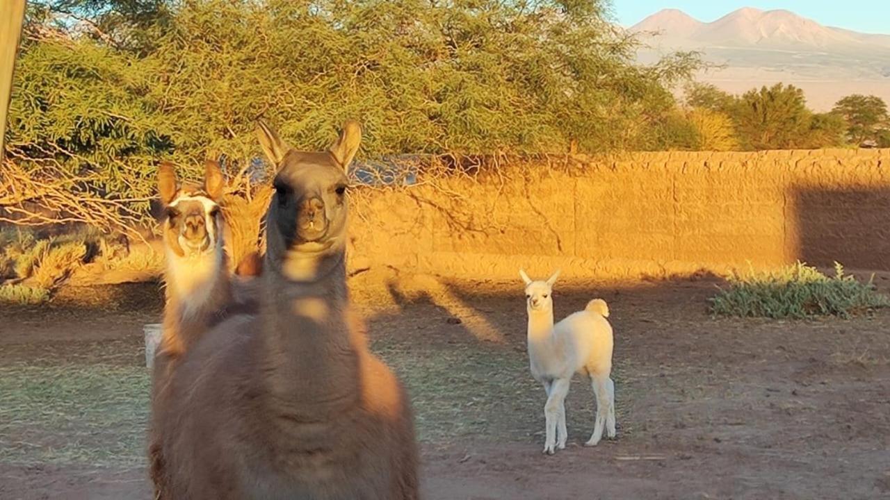 Cabanas Voyage Atacama Сан-Педро-де-Атакама Екстер'єр фото