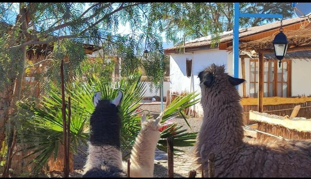 Cabanas Voyage Atacama Сан-Педро-де-Атакама Екстер'єр фото