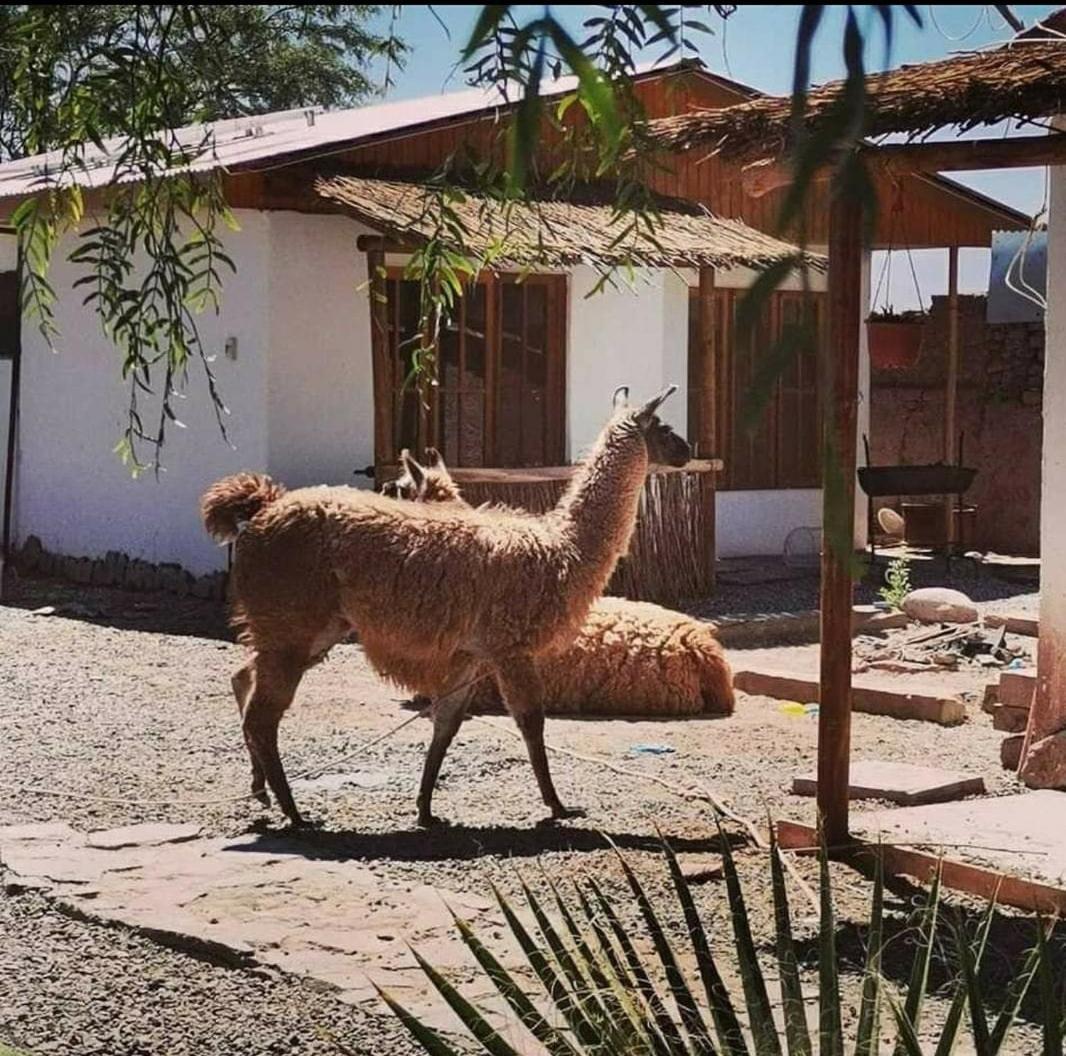 Cabanas Voyage Atacama Сан-Педро-де-Атакама Екстер'єр фото
